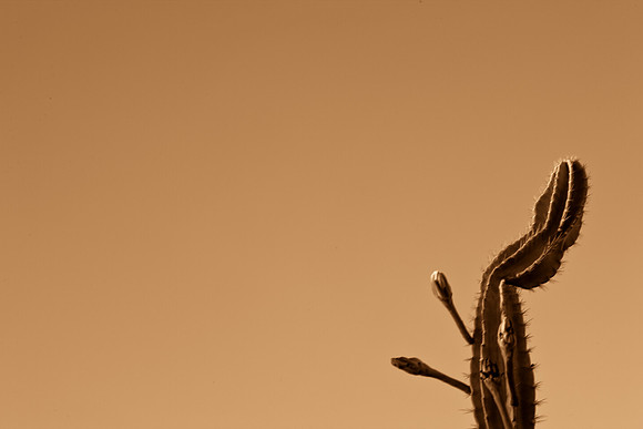 0031_La_Arizona_5L8Y5109-2