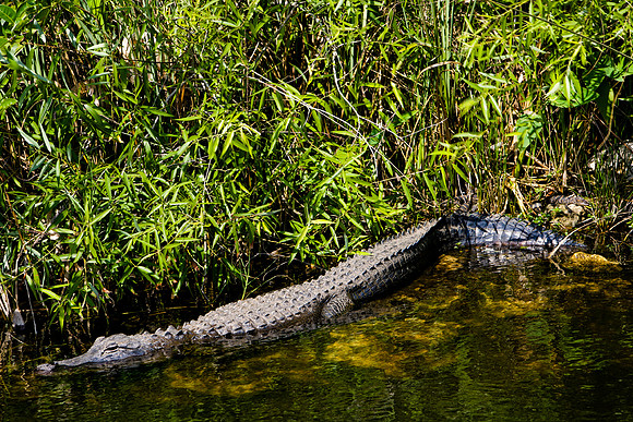84673_ZV4N_1403_Everglades_Shark_Valley_FL_USA