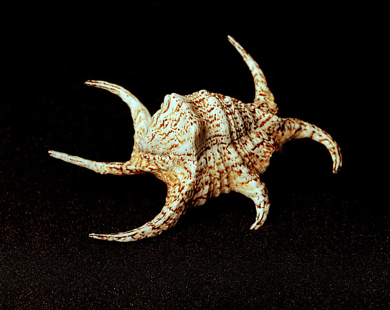 42470_FM_4X5_COLOR_CHIAGRA_SHELLS_FL_04_12.jpg