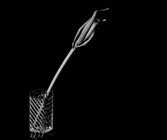 42441_FM_4X5_BW_SPATHPHYLLUM_LILLY_SHELLS_FL_04_06.jpg
