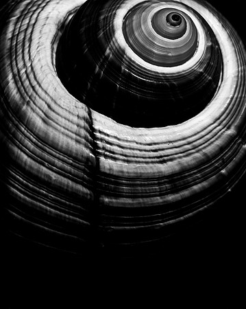 42425_FM_4X5_BW_GIANT_TUM_FL_04_11.jpg