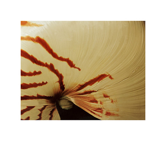42474_Shells_B_40_33_wht