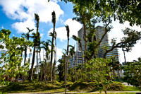 3804_DG_Midtown_Park_Tree_Istalation_Miami_FL_ZV4N1572