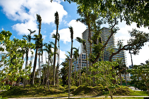 3804_DG_Midtown_Park_Tree_Istalation_Miami_FL_ZV4N1572