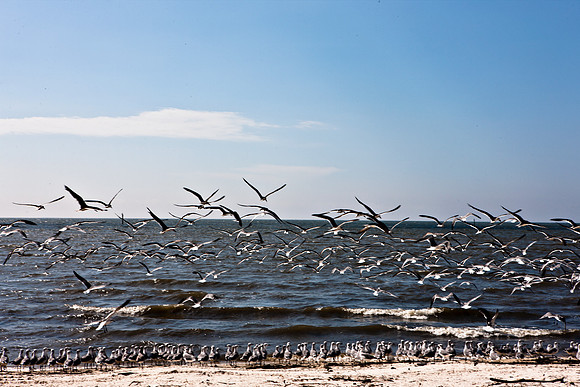 0036-NEW_ORLEANS_TO_PANAMA_CITY_BEACH_5L8Y1159
