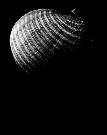 42450_A_FM_4X5_BW_GIANT_TUM_SHELLS_FL_04_11.jpg