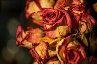 20140722_Roses_Dry_Studio_Shots_CG3P0274