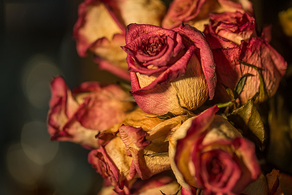 20140722_Roses_Dry_Studio_Shots_CG3P0274