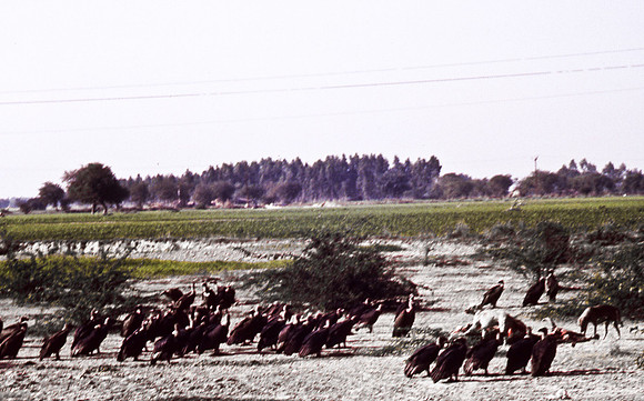 47305_SL_COLOR_INDIA_1987_3