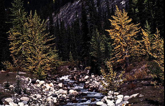 06833_B19_SL_COLOR_SASKATCHEWAN_RIVER_CROSSING_ICEFIELD_HWY93_TO_JASPER_BC_WS_97_09.jpg