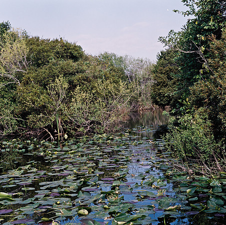 33931_FM_COLOR_SQ_EVERGLADES_FL_03_10.tif