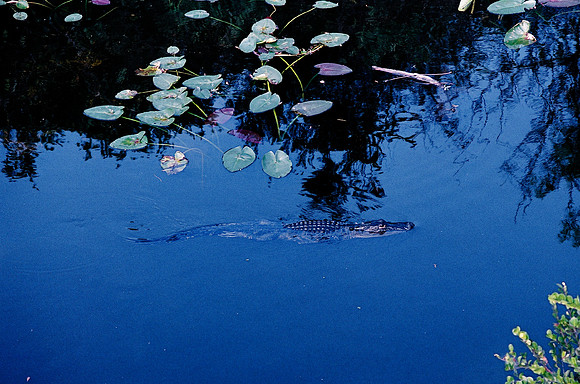 84694_EVERGLADES 33942R5__Azuley-R5-19A