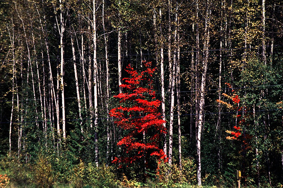 06815_B19_SL_COLOR_KAMLOOPS_TO_REVELSTOKE_WS_97_17.jpg