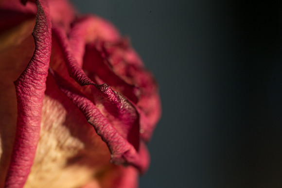 20140722_Roses_Dry_Studio_Shots_CG3P0329