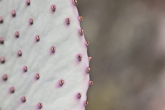 0031_La_Arizona_5L8Y5584