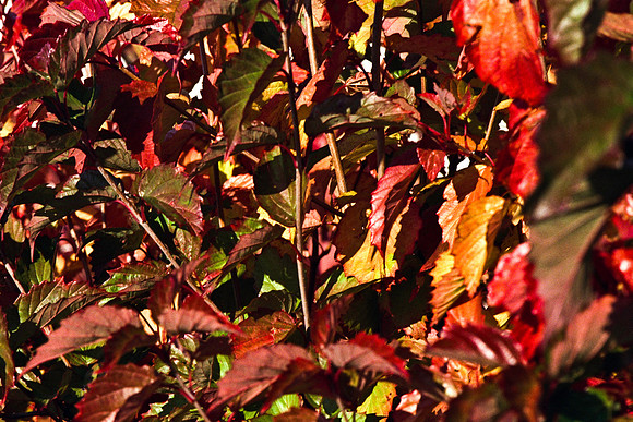 0337_FM_COLOR_MINESOTA_99_93.jpg