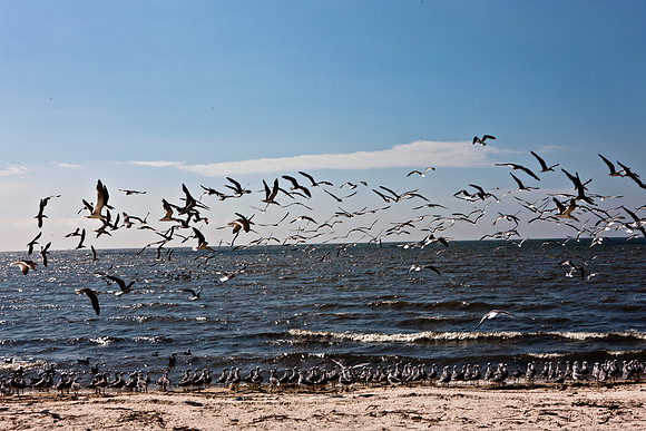 0036-NEW_ORLEANS_TO_PANAMA_CITY_BEACH_5L8Y1161