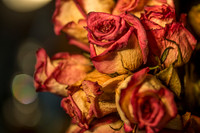 20140722_Roses_Dry_Studio_Shots_CG3P0270