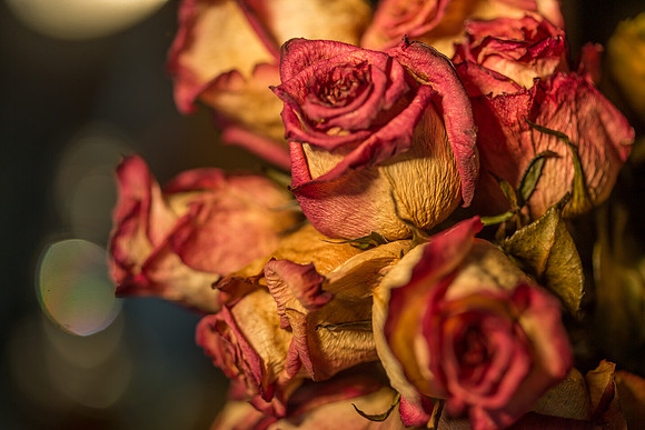 20140722_Roses_Dry_Studio_Shots_CG3P0270