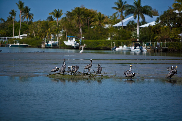 85541_ZV4N6736_Miami_To_Sanibel_Island_FL