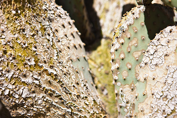 0031_DG_Cactus_Scottsdale_AZ_USA_2009_5L8Y5238