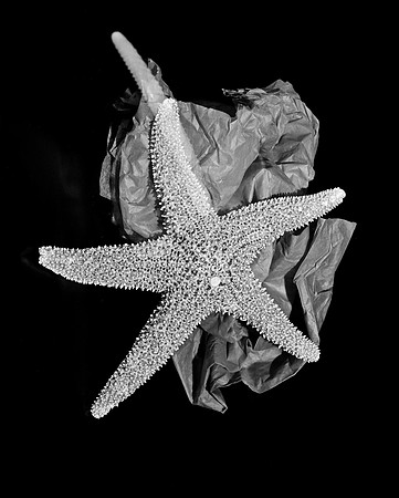 4754_FM_4X5_BW_SHELLS_MIX_FL_04_02.jpg