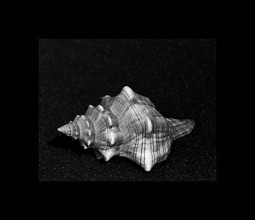 42467_Shells_A_50_40_Blk
