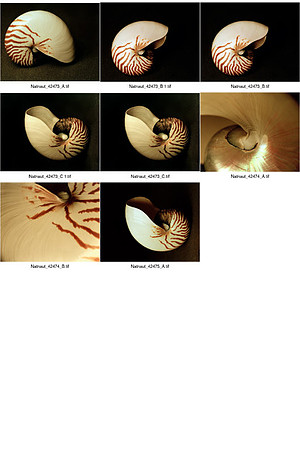 Shells_Contact_Sheet_09