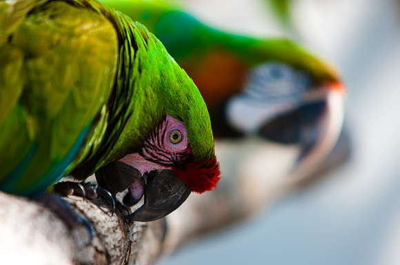 2903_DG_Island_Fisher_Birds_5l8Y_2912