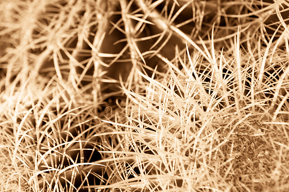 0031_La_Arizona_5L8Y5094-2