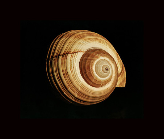 42464_Shells_B_30_20
