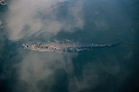 84694_EVERGLADES 33942R5__Azuley-R5-18A