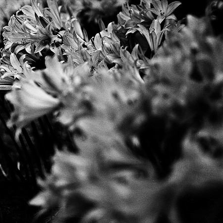 6040_FM_BW_BODEGA_BAY_CA_05_1.jpg
