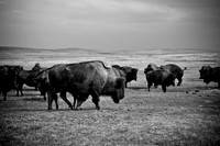 0044_North_Dacota_Fargo_to_South_Rapid_City_TO_CHEYENNE_5L8Y4175
