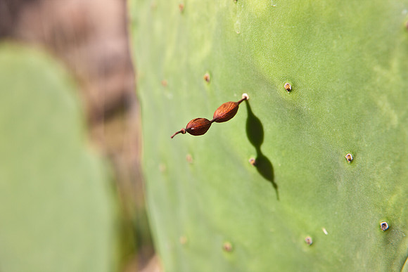 0031_La_Arizona_5L8Y5267