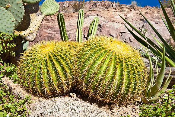 0031_La_Arizona_5L8Y5229