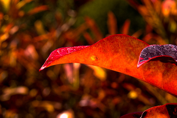84775_DSC_0114_Fairchild_Garden_Miami_FL_USA