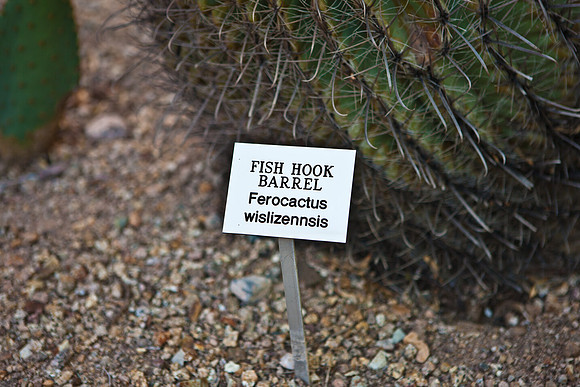 0031_La_Arizona_5L8Y5307