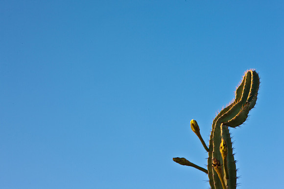 0031_La_Arizona_5L8Y5109