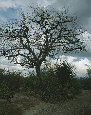 4000_20080719_ADS_Mexican_Landscape_Mexico_051