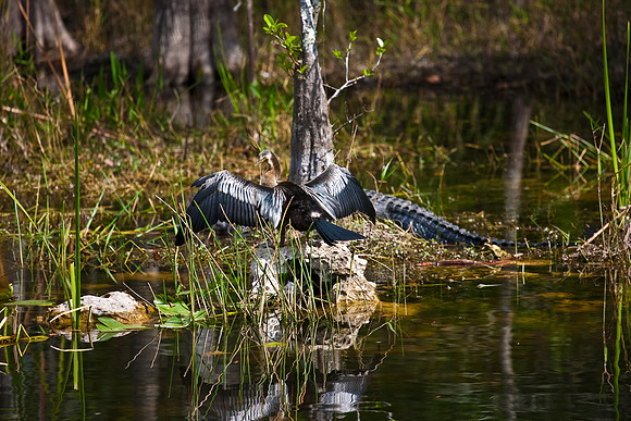 2528_EVERGLADES_MIAMI_FLORIDA_200903016_5L8Y2863