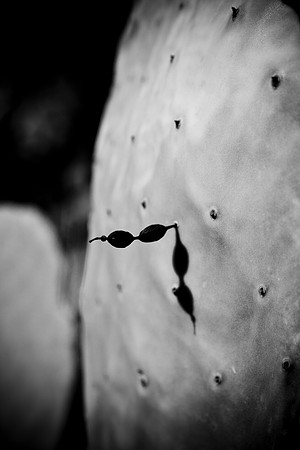 0031_La_Arizona_5L8Y5271