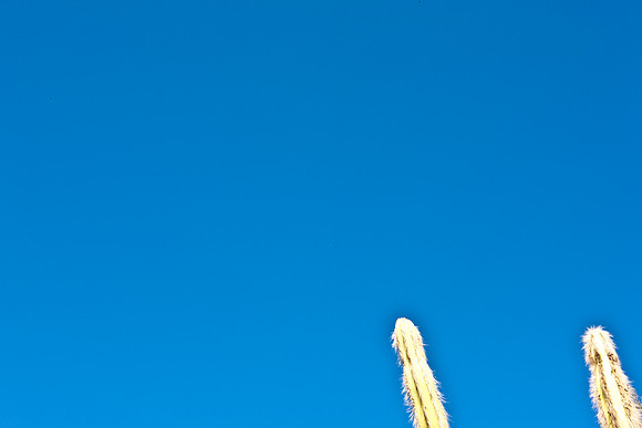 0031_DG_Cactus_Scottsdale_AZ_USA_2009_5L8Y5221