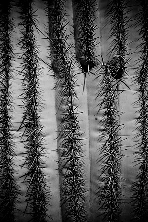 0031_La_Arizona_5L8Y5381