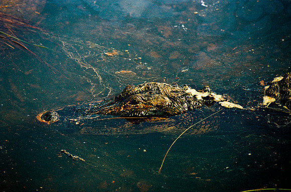 84694_EVERGLADES 33942__Azuley-R8-12