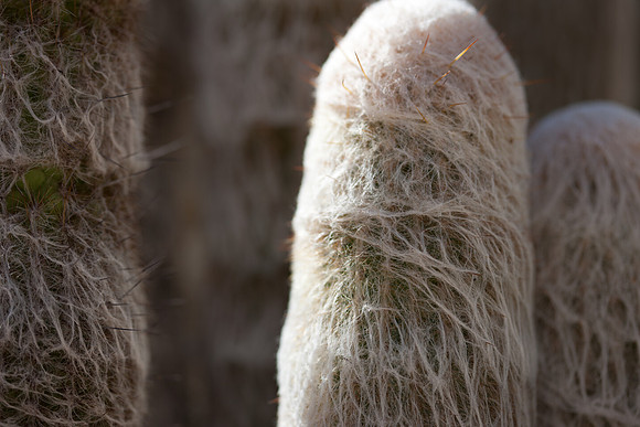 0031_La_Arizona_5L8Y5615