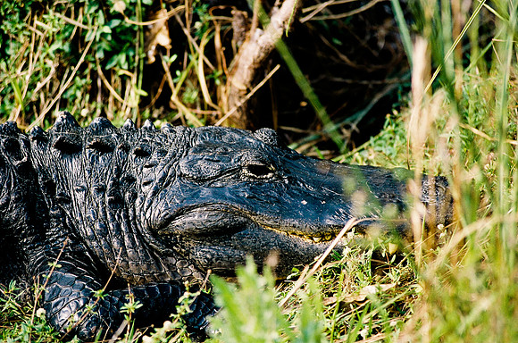 84694_EVERGLADES 33942R5__Azuley-R5-36