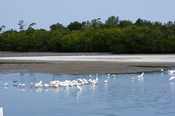 85540_ZV4N7049_Miami_To_Sanibel_Island_FL_Sanibel_FL_USA