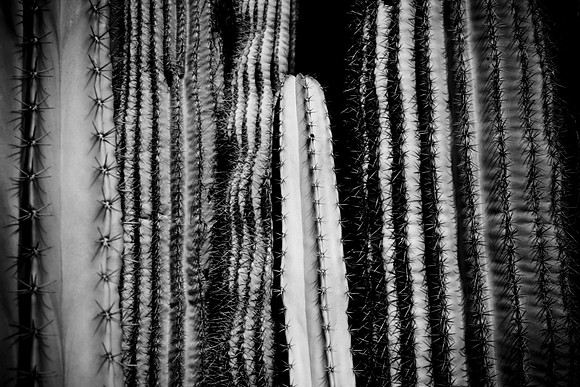 0031_La_Arizona_5L8Y5408