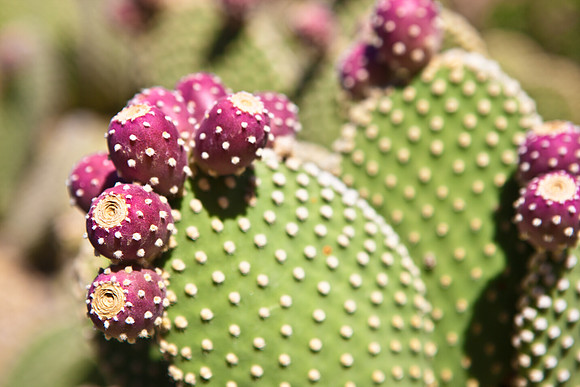 0031_DG_Cactus_Scottsdale_AZ_USA_2009_5L8Y5258